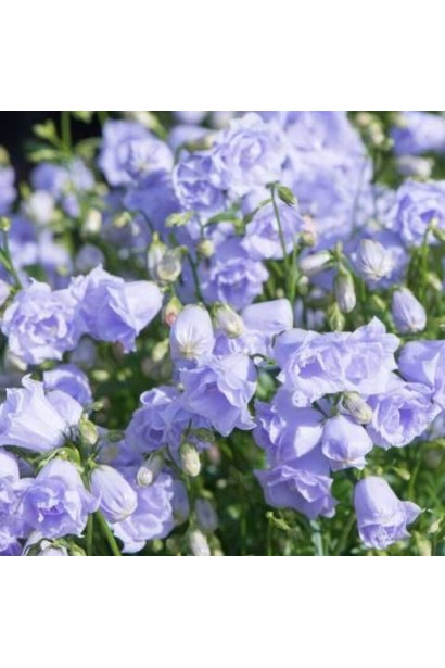Campanula `Elizabeth Oliver` 